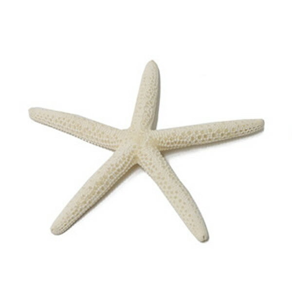 まとめ買い【送料無料】マリンE スターフィッシュ ホワイト ヒトデ ディスプレー インテリア 雑貨 夏 マリン リゾート tc アジアン雑貨 福袋