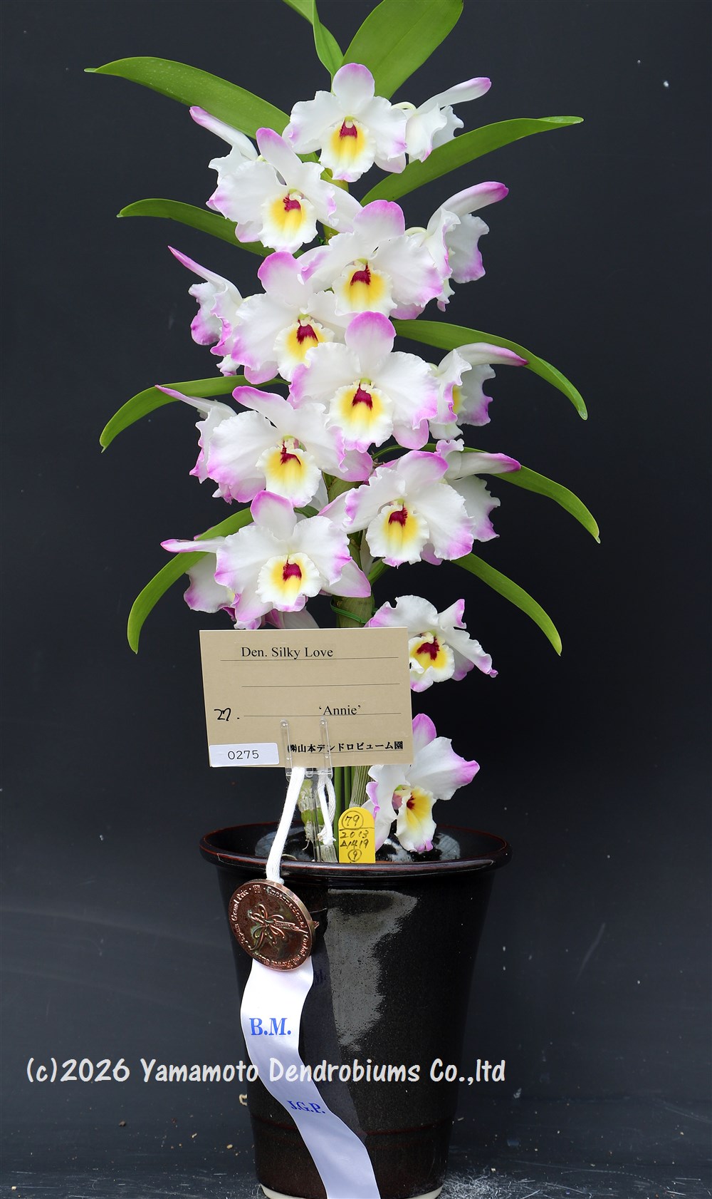 Rakuten - デンドロビューム苗Den. Silky Love ‘Annie’ BM/JGP20251作開花サイズ苗です。花は咲いていません。