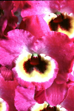 デンドロビューム苗Den.Benikujyaku‘Symphony’AM/AOSベニクジャク‘シンフォニー’1作開花サイズ苗です。花は咲いていません。