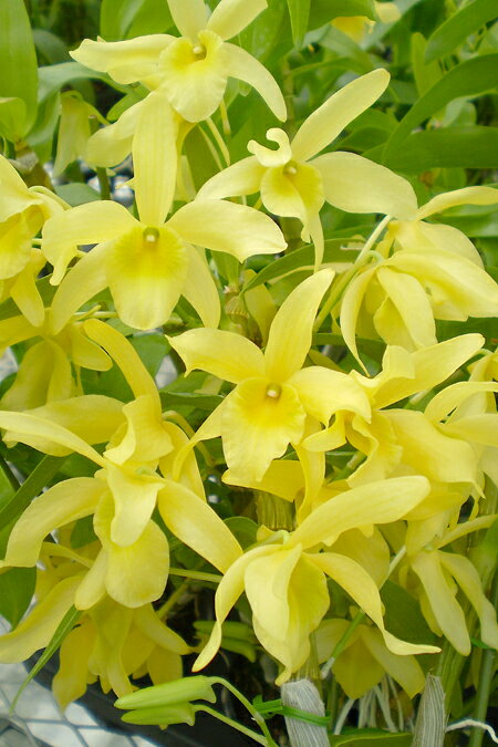 デンドロビューム苗Den. Santana‘Canary’サンタナ‘キャナリー’1作開花サイズ苗です。花は咲いていません。