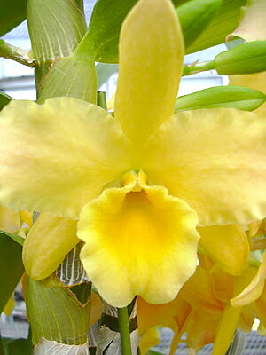 デンドロビューム苗Den.Golden Feather‘Giant’ゴールデンフェザー‘ジャイアント’1...