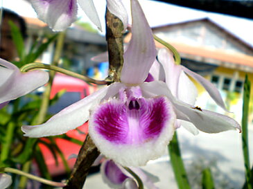 デンドロビューム原種の苗Dendrobium anosmumデンドロビューム アノスマム