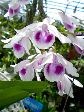 デンドロビューム原種の苗Dendrobium anosmumデンドロビューム アノスマム