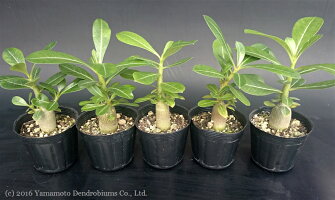 アデニウムオベスム(砂漠のバラ)の実生苗5株セット