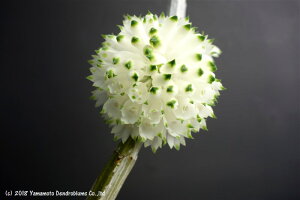 デンドロビューム原種パープレウムアルバム