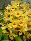 ǥɥӥ塼Den.Spring Gold 'Papillon'ץ󥰥ɡƥѥԥ1֥ĤǤ֤Ϻ餤Ƥޤ