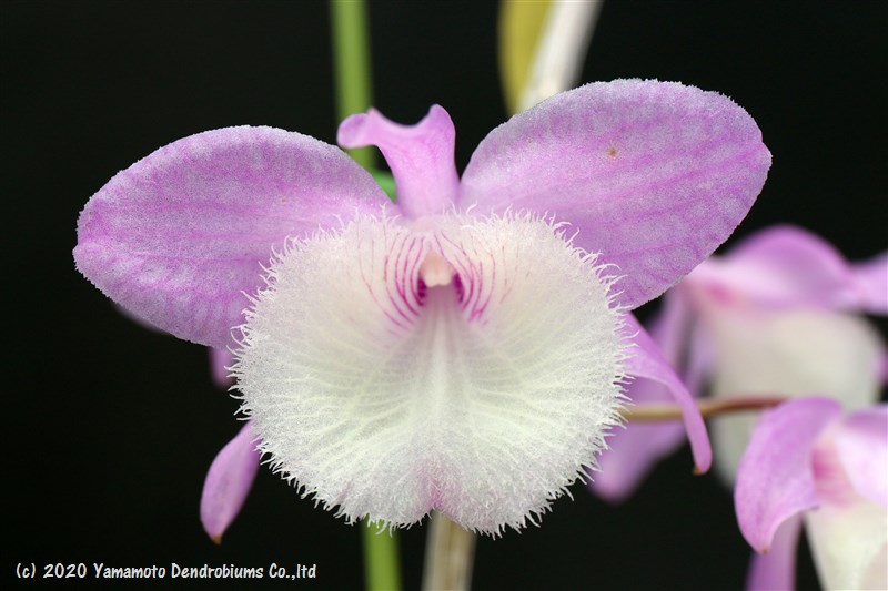 デンドロビューム原種の苗Den. aphyllum (pierardii) `Madam Royal´ 1作開花サイズ苗です。花は咲いていません。