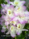 デンドロビューム苗Den. Himezakura 'Fujikko'ヒメザクラ ‘フジッコ’’1作開花サイズ苗です。花は咲いていません。