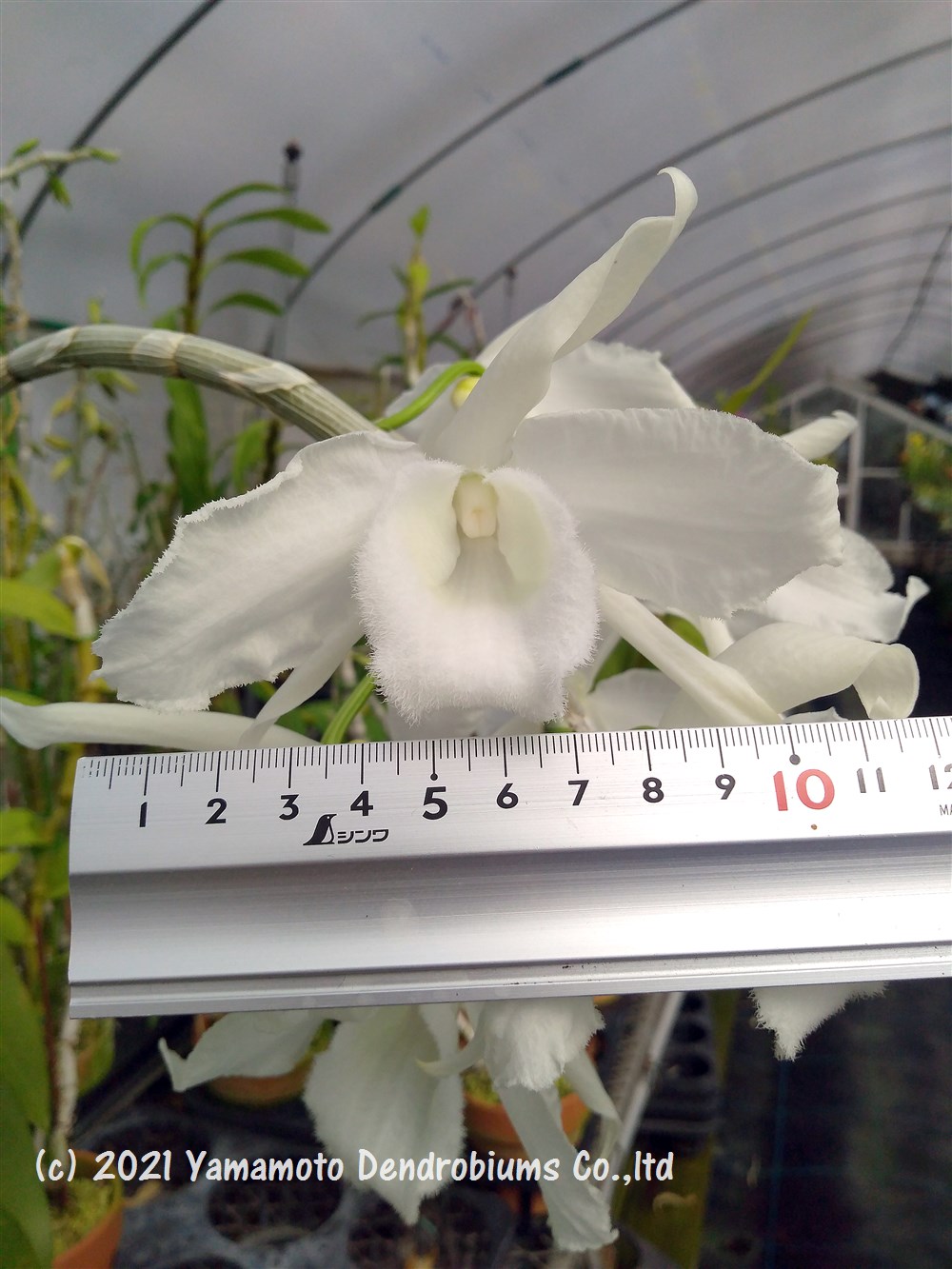 �ǥ�ɥ��ӥ塼�ึ����� Den. anosmum album 'Kurashiki White' HCC/JOS1��֥������ĤǤ����֤Ϻ餤�Ƥ��ޤ���