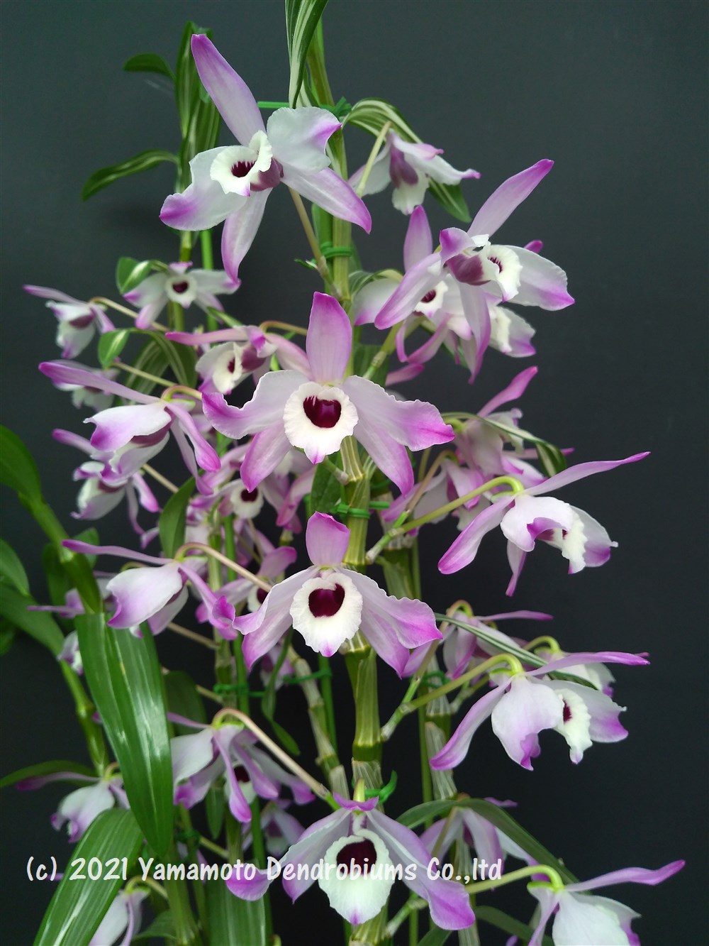 デンドロビューム原種の苗Den. nobile　variegata　‘Sakura’1作開花サイズ苗です。花は咲いていません。