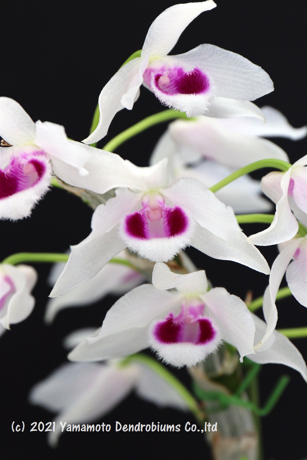 デンドロビューム原種の苗 Den. rhodopterygium semi album 'Ching Hua #2'1作開花サイズ苗です。花は..