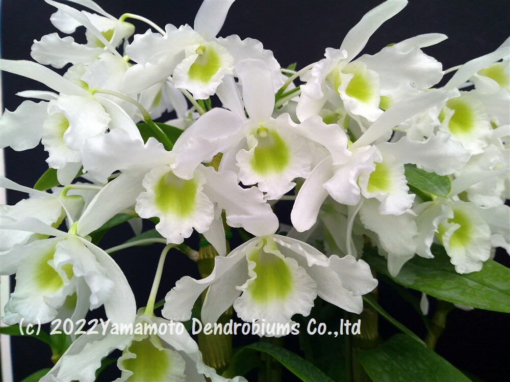 �ǥ�ɥ��ӥ塼����Den. Pretty Dancer ��Wataboshi�� �ץ�ƥ����󥵡� �ƥ勵�ܥ�����1��֥������ĤǤ����֤Ϻ餤�Ƥ��ޤ���