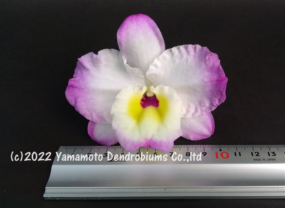 �ǥ�ɥ��ӥ塼����Den. Crystal Love 'Mabel'���ꥹ������ �ƥᥤ�٥��1��֥������ĤǤ����֤Ϻ餤�Ƥ��ޤ���