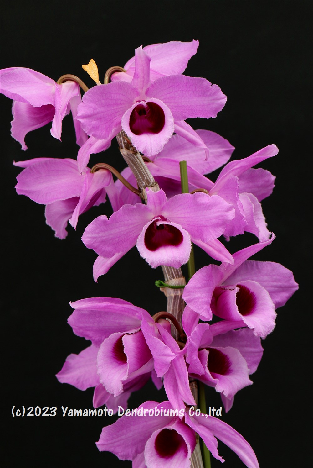 デンドロビューム原種の苗 Den. anosmum 'Deep Purple' 1作開花サイズ苗です。花は咲いていません。