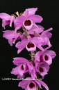 デンドロビューム原種の苗 Den. anosmum 039 Deep Purple 039 1作開花サイズ苗です。花は咲いていません。