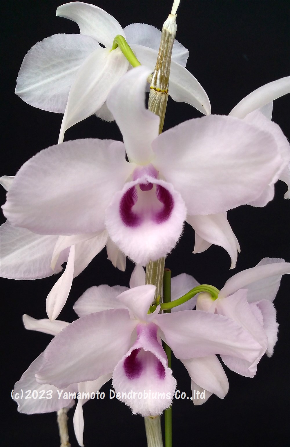 Rakuten - デンドロビューム原種の苗 Den. anosmum fma. huttonii 'Waianae' AM/JOS1作開花サイズ苗です。花は咲いていません。