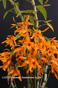 【デンドロビューム苗】Den. Chanthaboon Sunrise 'C.B.'1作開花サイズ苗です。花は咲いていません。(4)