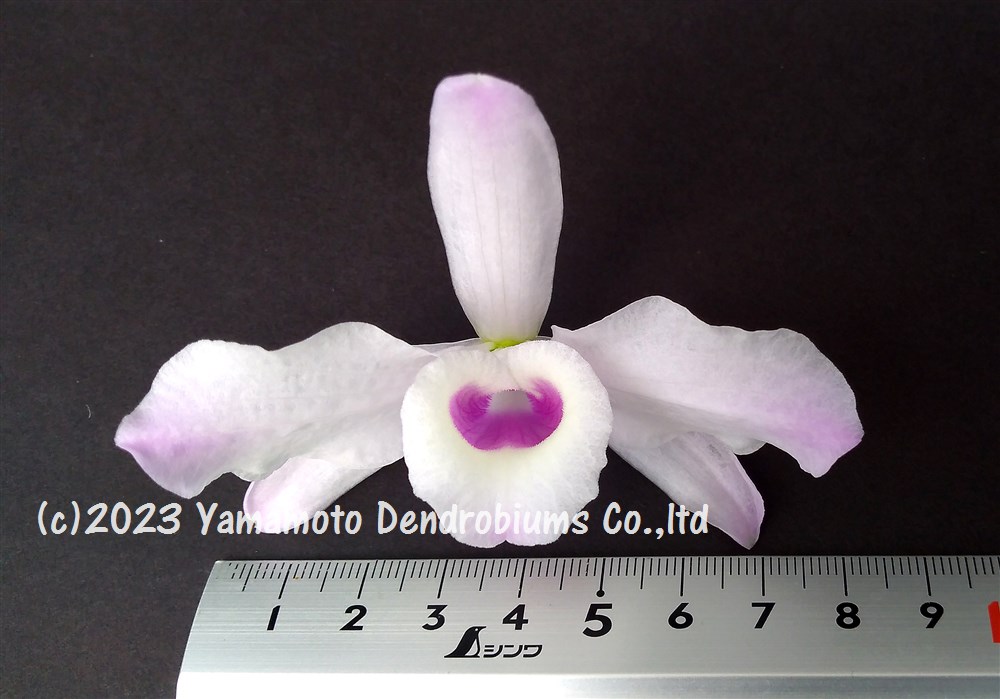 山本デンドロビューム園鉢物shopのデンドロビューム原種の苗Den. nobile var. ballianum1作開花サイズ苗です。花は咲いていません。｜アングル2