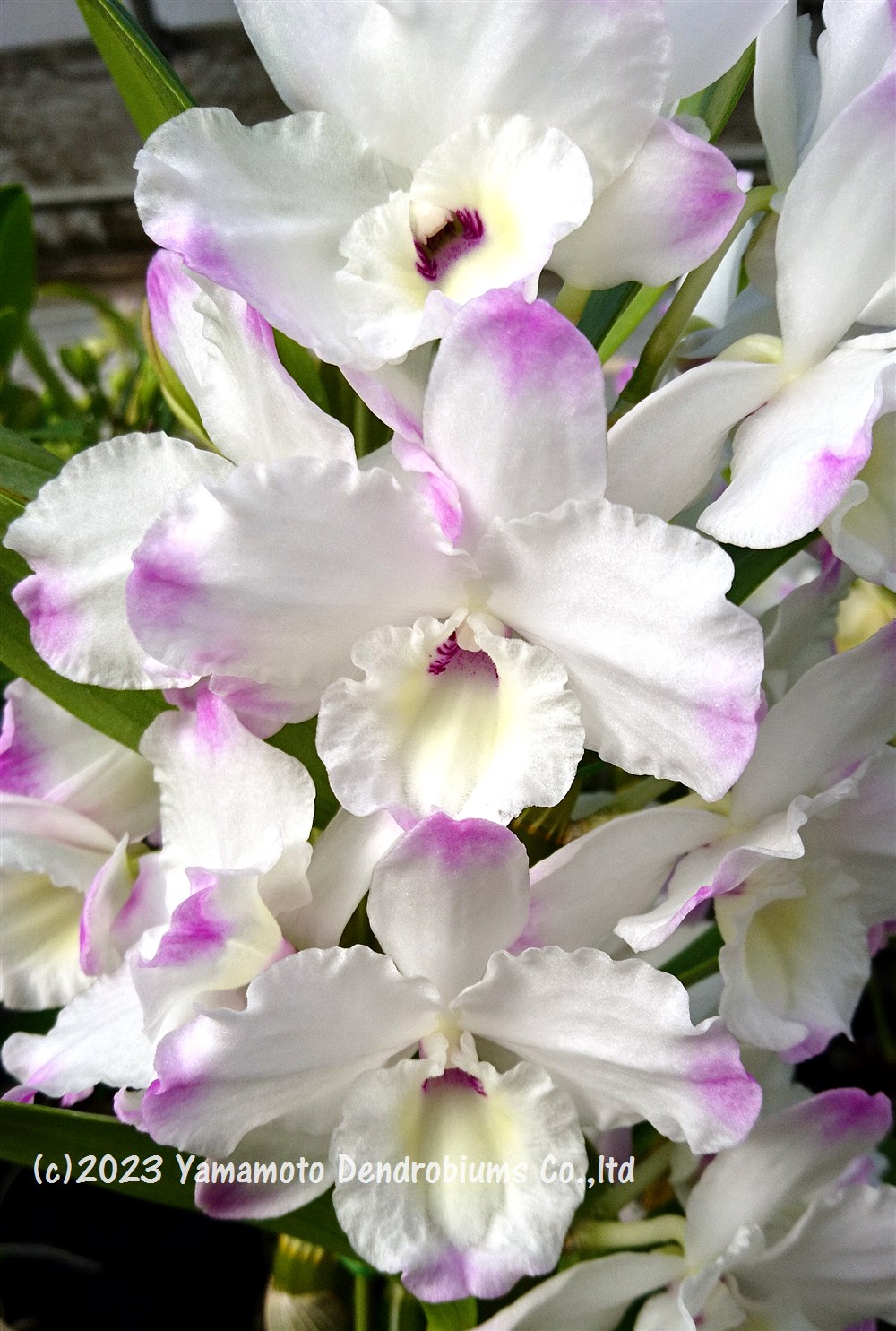 デンドロビューム苗Den. White Jewel ‘Shine White’ホワイトジュエル ‘シャインホ...