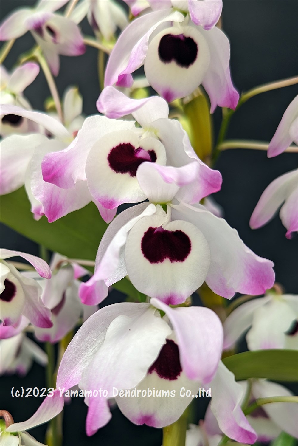 デンドロビューム原種の苗Den. chlorostylum 'Sapa' 1作開花サイズ苗です。花は咲いていません。