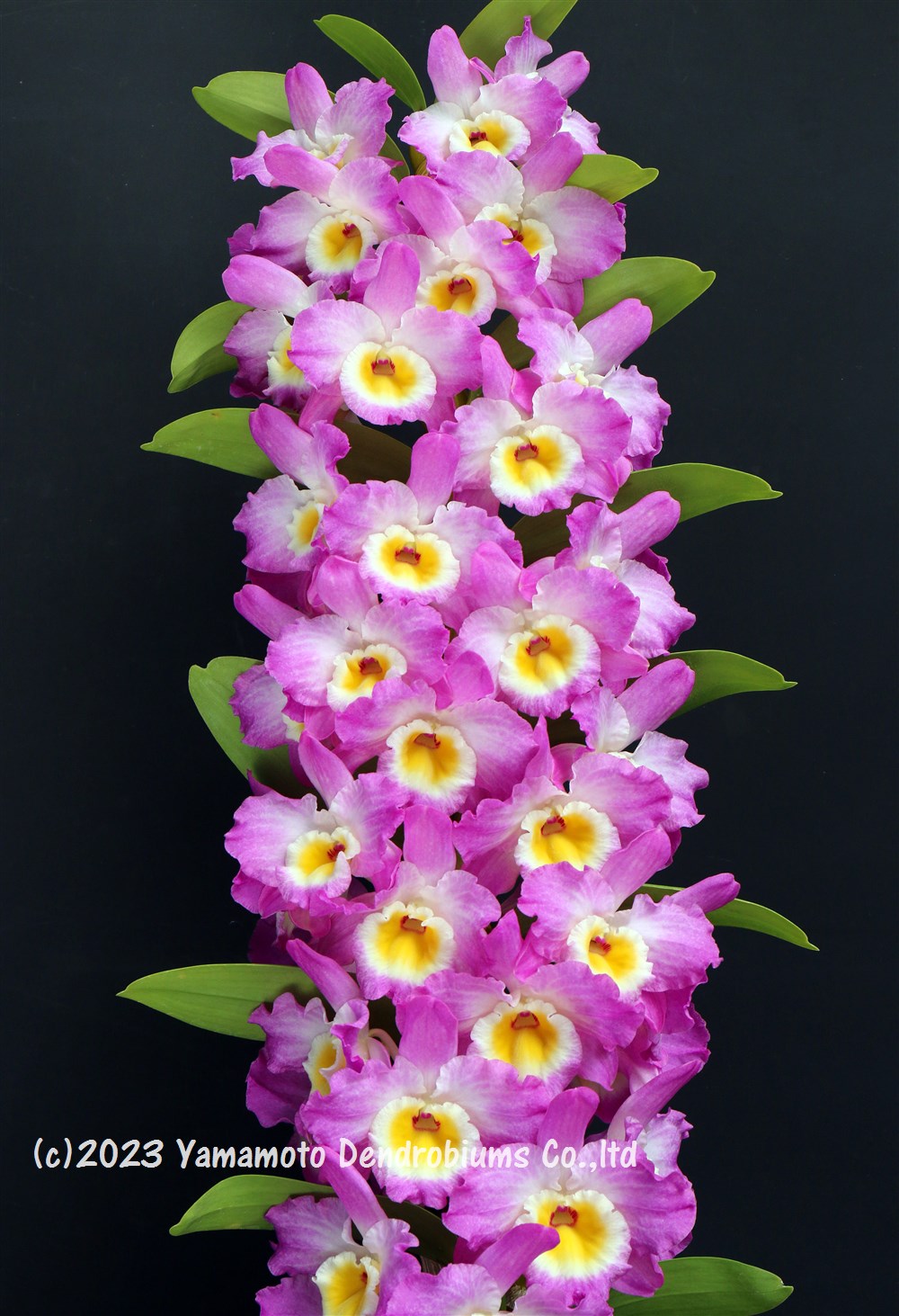 デンドロビューム苗Den. Sherry Love 'My Precious' シェリーラブ　‘マイプレシアス’1作開花サイズ苗です。花は咲いていません。