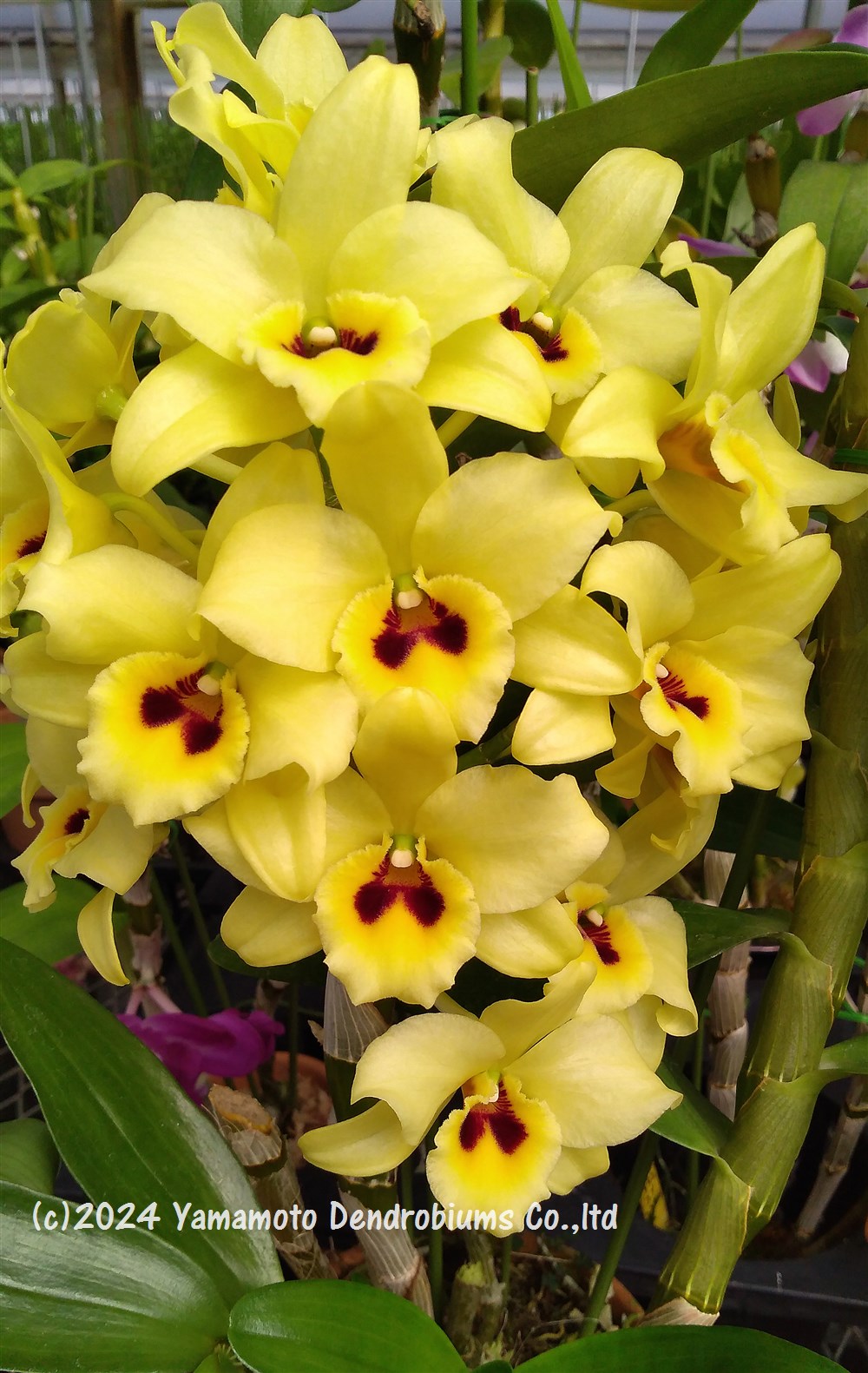 ǥɥӥ塼Den. Perfect Smile 'Canary Gold'ѡեȥޥƥʥ꡼ɡ1֥ĤǤ֤Ϻ餤Ƥޤ