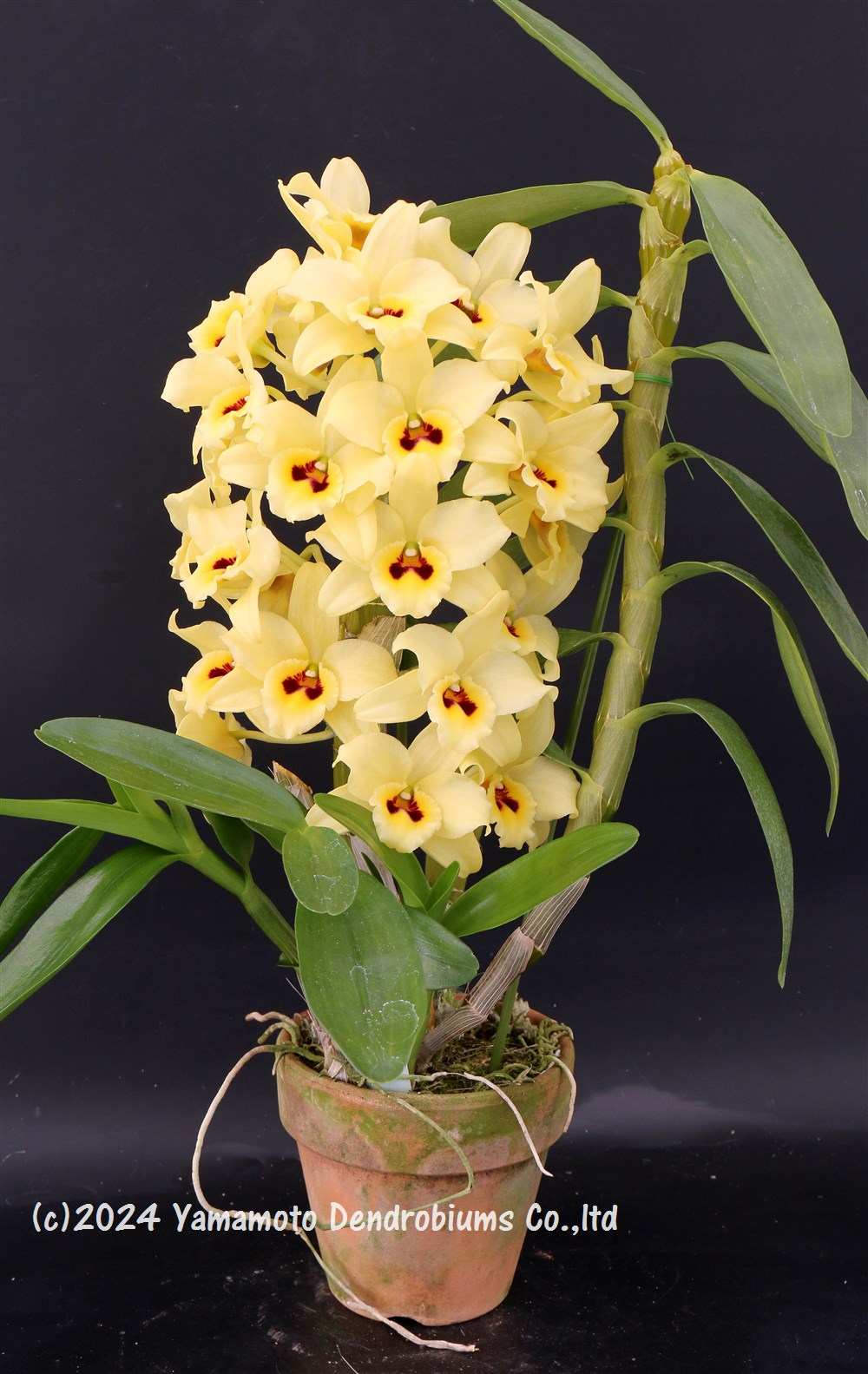 �ǥ�ɥ��ӥ塼����Den. Perfect Smile 'Canary Gold'�ѡ��ե����ȥ��ޥ���ƥ���ʥ꡼������ɡ�1��֥������ĤǤ����֤Ϻ餤�Ƥ��ޤ���