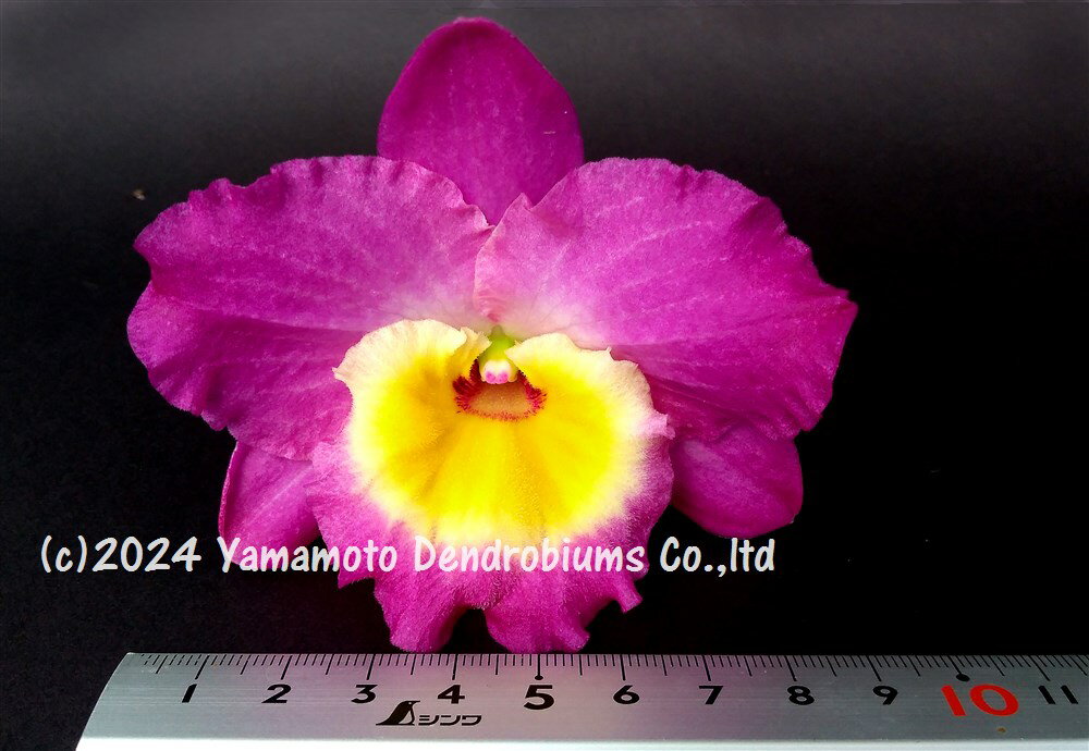 �ǥ�ɥ��ӥ塼����Den. Lucky Dress ��Anniversary��1��֥������ĤǤ����֤Ϻ餤�Ƥ��ޤ���