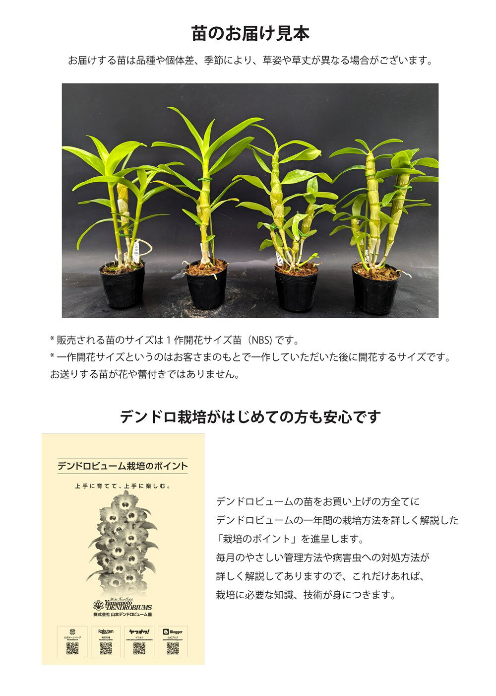 �ǥ�ɥ��ӥ塼����Den.Spring Gold 'Papillon'���ץ�󥰥�����ɡƥѥԥ���1��֥������ĤǤ����֤Ϻ餤�Ƥ��ޤ���