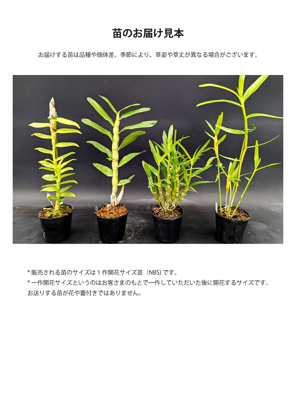 �ǥ�ɥ��ӥ塼�ึ�����Den. nobile fma.carnea 'F.Arima' 1��֥������ĤǤ����֤Ϻ餤�Ƥ��ޤ���