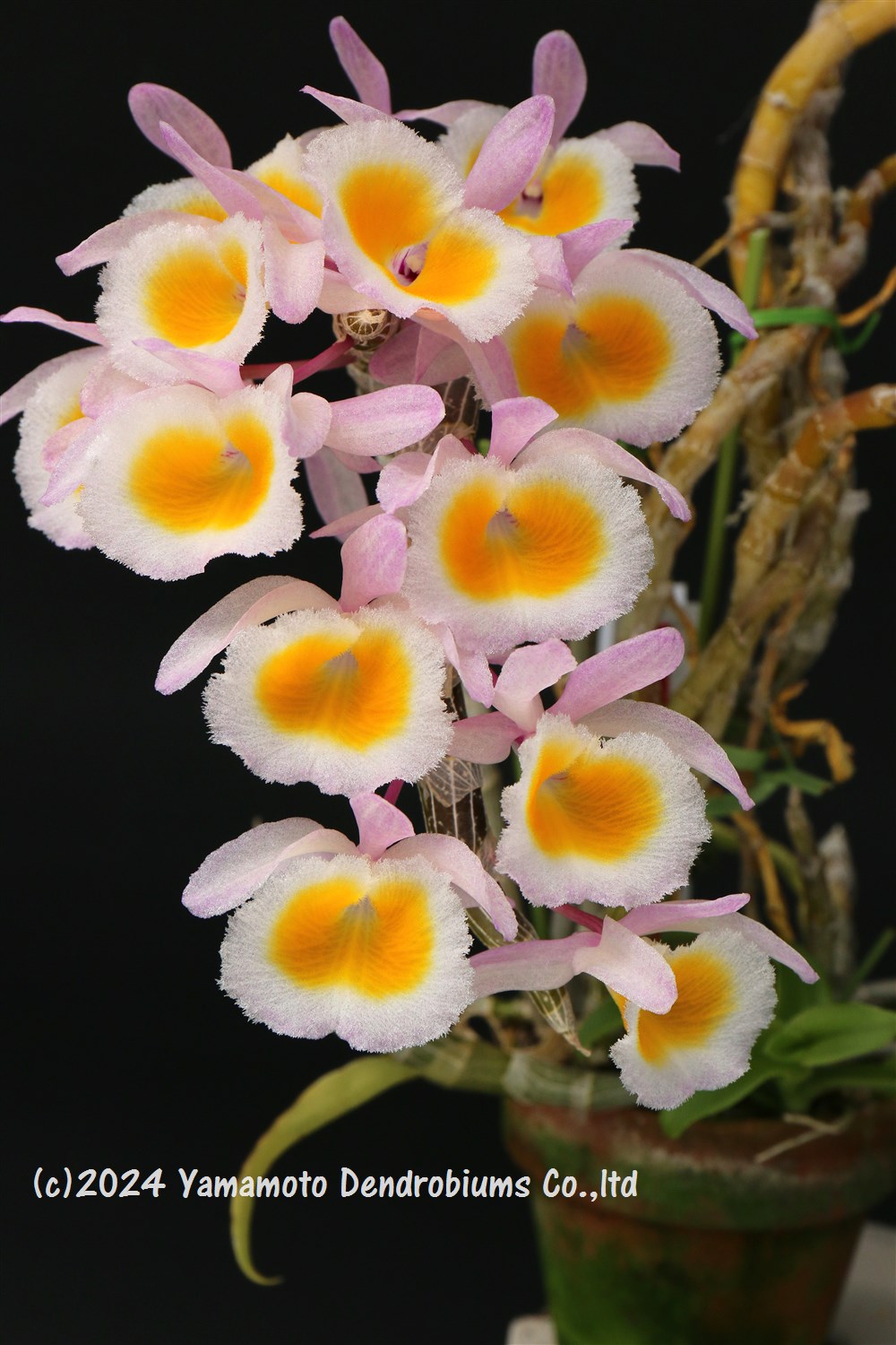 デンドロビューム原種の苗Den. Polyanthum ‘Vientiane Jewel’1作開花サイズ苗です。花は咲いていません。