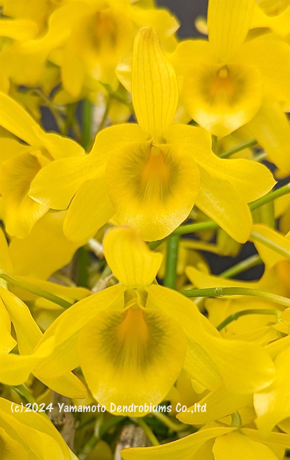 デンドロビューム原種の苗Den. friedericksianum 'Vietnam Gold' SSM/JOGA1作開花...
