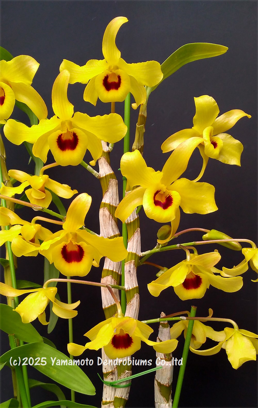 Rakuten - デンドロビューム原種の苗Den. friedericksianum ‘Siam King’ 1作開花サイズ苗です。花は咲いていません。