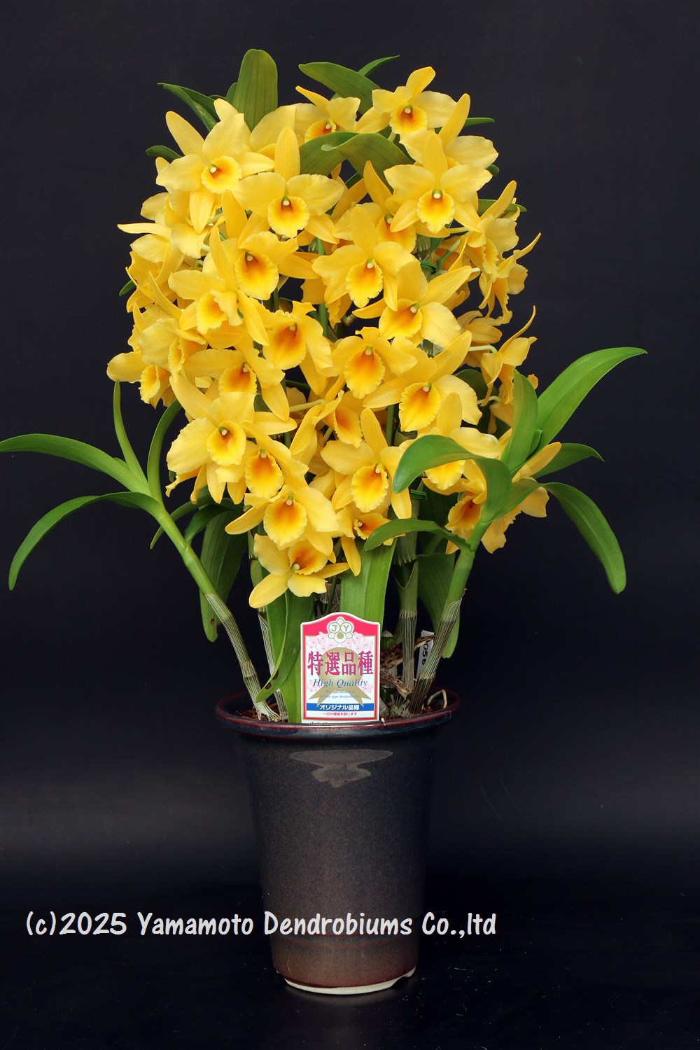 デンドロビューム苗Den. Perfect Smile ‘Orange Spirit’1作開花サイズ苗です。花は...