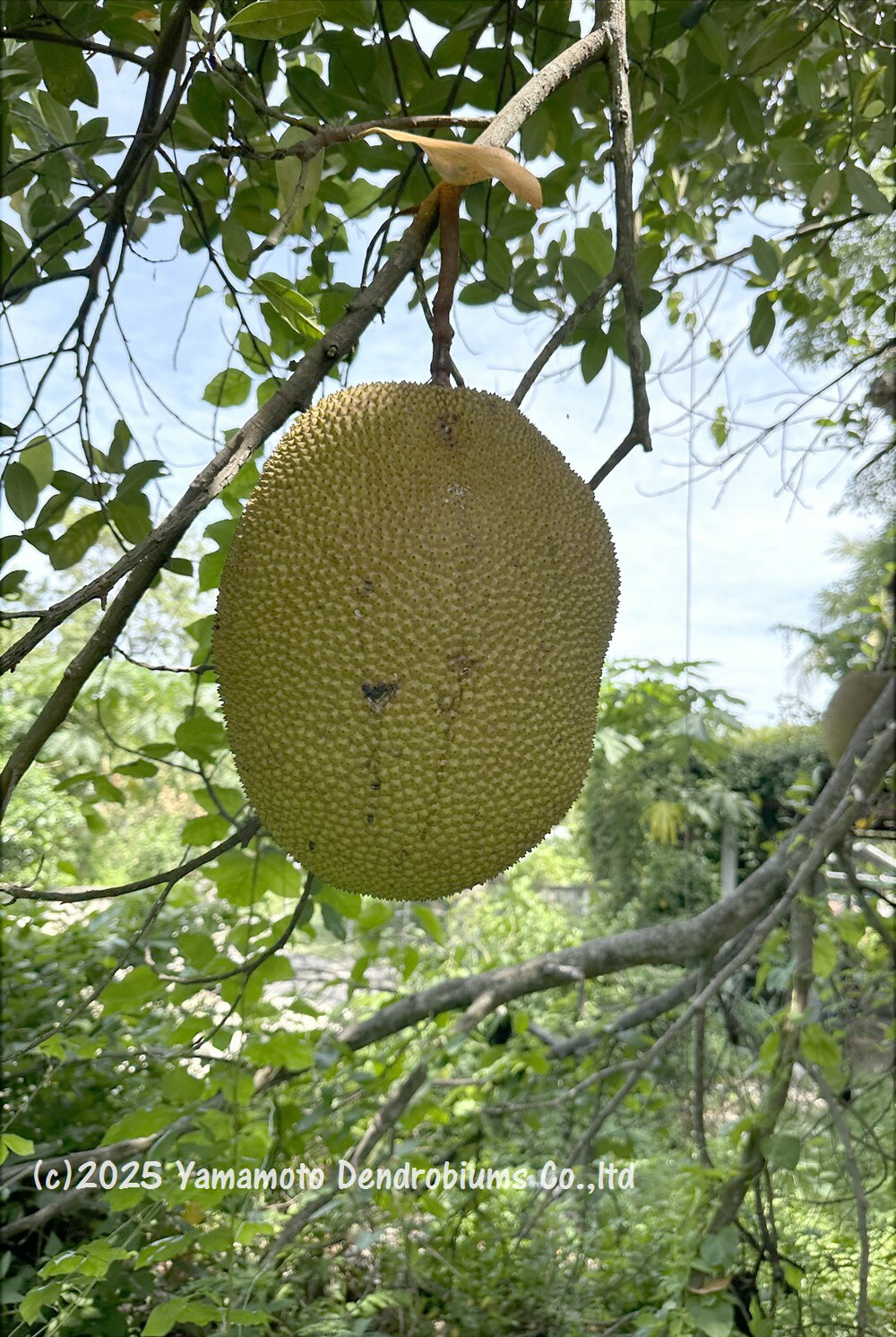 ����å��ե롼�ġʥѥ�ߥġ˼�����