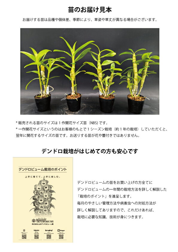 �ǥ�ɥ��ӥ塼����Den.Unkai 'Crane' BM/JOGA���󥫥��ƥ��졼���1��֥������ĤǤ����֤Ϻ餤�Ƥ��ޤ���