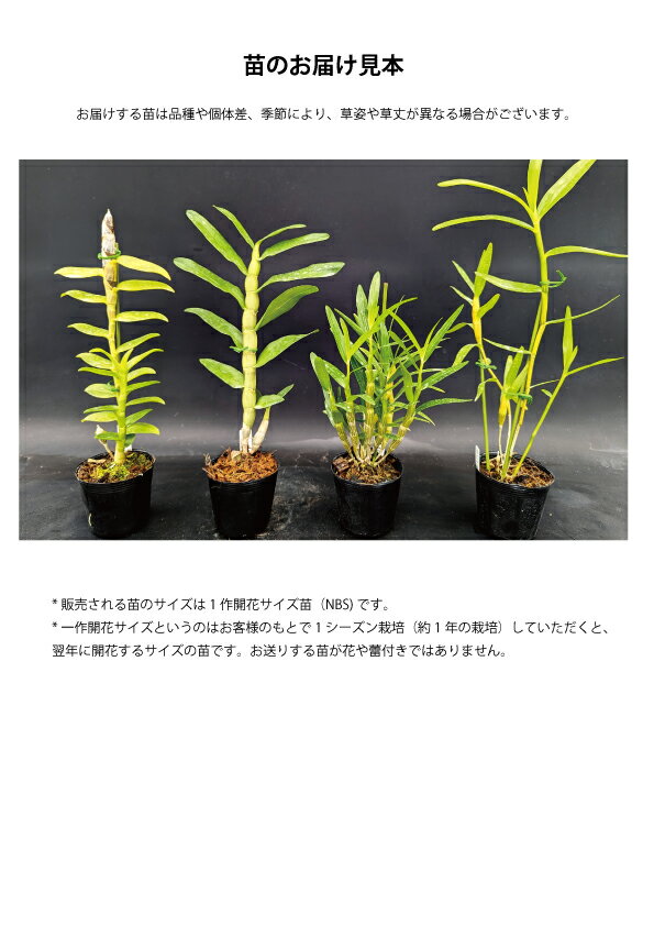 �ǥ�ɥ��ӥ塼�ึ����� Den. purpureum ��Purple Drum��1��֥������ĤǤ����֤Ϻ餤�Ƥ��ޤ���