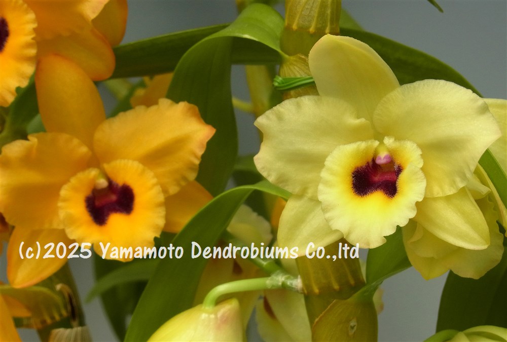 �ǥ�ɥ��ӥ塼����Den.Yasuko Sugiyama��March�ǥ䥹��������ޡƥޡ�����1��֥������ĤǤ����֤Ϻ餤�Ƥ��ޤ���