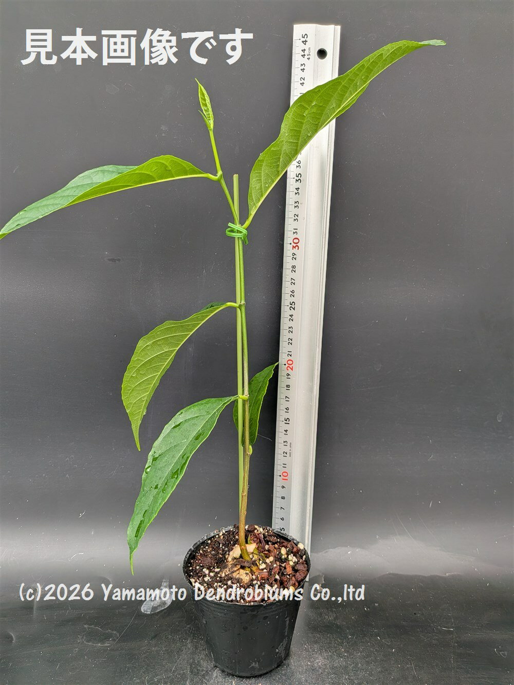 ����å��ե롼�ġʥѥ�ߥġ�9.0cm�ݥåȼ�����