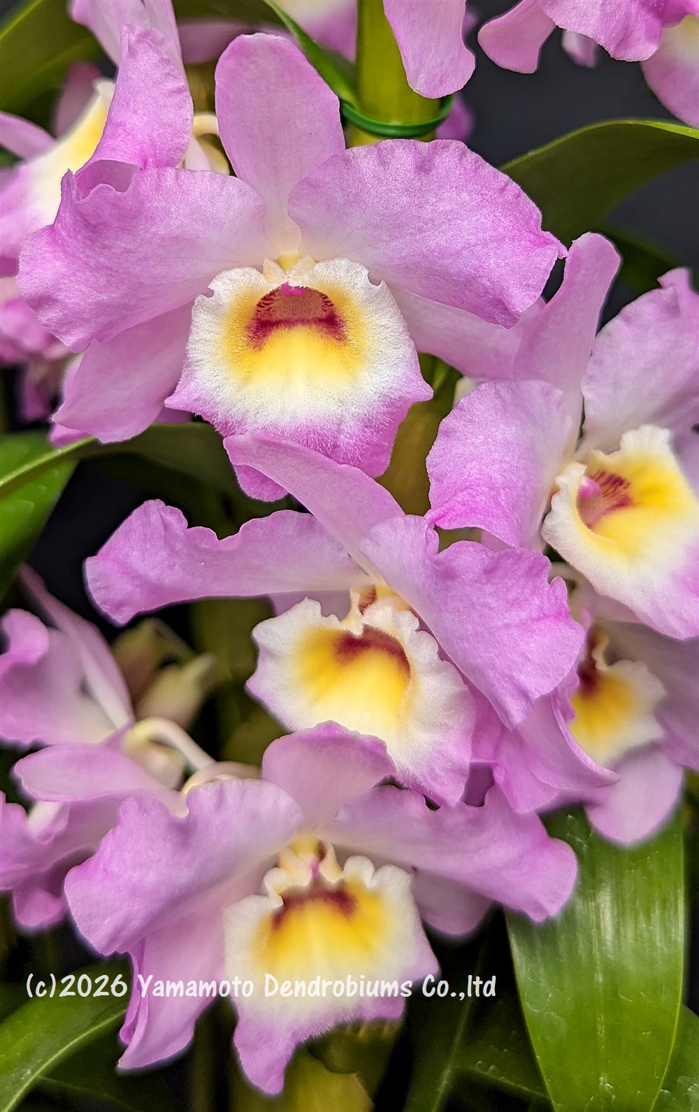 Rakuten - デンドロビューム苗Den. Cute Smile ‘Cute Smile’ 1作開花サイズ苗です。花は咲いていません。