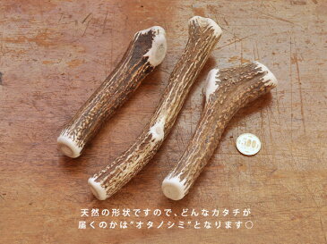 エゾシカの角 無添加 おやつ【Lサイズ】deerdear dog gum / 鹿の角ガム 鹿の角おやつ 天然素材 鹿の角犬