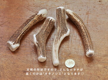 エゾシカの角 無添加おやつ【Mサイズ】deerdear dog gum / 鹿の角ガム 鹿の角おやつ 天然素材 鹿の角犬