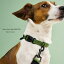 Cloud7 饦7 Nylon Dog Collar RESC7UE Green Size S ڥ֥륬ꥢưʪʡδվʡ    ľ͢ ɥ ǽ̵¿ǯ̵١ۡڤͤǿ22ǯ