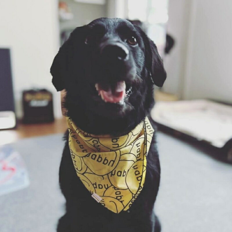 『数量限定！』GEORGE ジョージ HAPPYバンダナイエロー 犬用バンダナ フリーサイズ...
