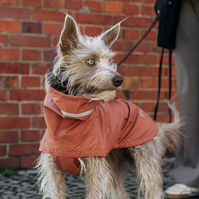 Dog Raincoat Hamburg 犬用レインコート ハンブルク Size 6 Brick Red ブリックレッド 犬 レインコート Cloud7 クラウド7 【数量限定！送料無料！】【12時までの御注文で即日発送！】【おかげさまで信頼の22周年】