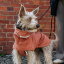 Dog Raincoat Hamburg ѥ쥤󥳡 ϥ֥륯 Size 6 Brick Red ֥åå  쥤󥳡 Cloud7 饦7 ڿ̸ꡪ̵ۡ12ޤǤθʸ¨ȯۡڤޤǿ22ǯ