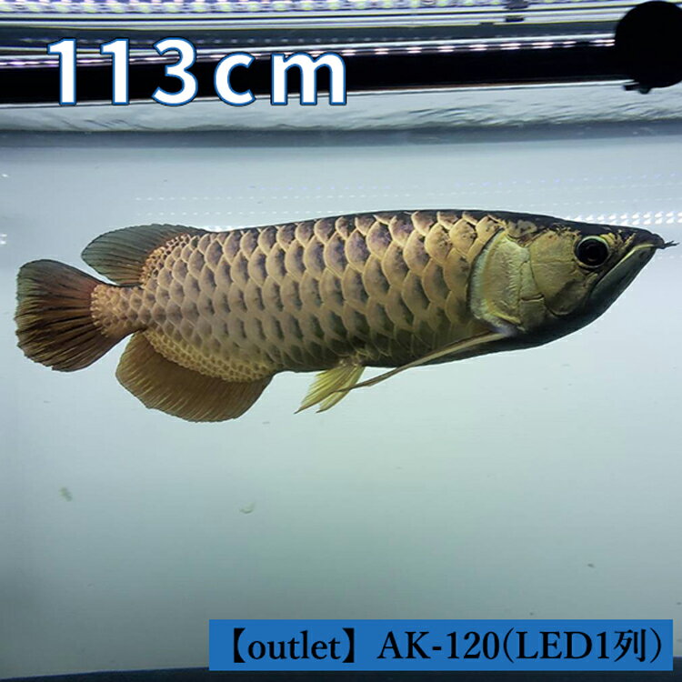 最新情報 本日ポイント5倍 アウトレット アロワナ ライト Led 1列タイプ 藍底過背金 金龍 1cm水槽用 照明 Led 水中 水中蛍光灯 アクアリウム 熱帯魚 アジアアロワナ ワイルドブルー でんらい Ak1 送料無料 無料長期保証 Www Ugtu Net 最新情報 本日ポイント5倍 アウトレット アロワナ ライト Led 1列タイプ 藍底過背金 金龍 1cm水槽用 照明 Led 水中 水中蛍光灯 アクアリウム 熱帯魚 アジアアロワナ ワイルドブルー でんらい Ak1 送料無料 無料長期保証 Www Ugtu Net