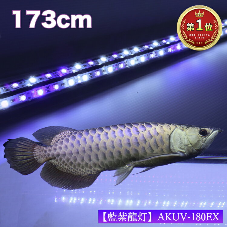 アロワナ ライト 金龍 過背金 180cm水槽用 藍紫龍灯 ワイルドブルー UV 40% EX LED 2列 紫外線 A波 日焼け 効果 色揚げ 水中 照明 水中蛍光灯 アクアリウム 熱帯魚 アジアアロワナ でんらい AK…