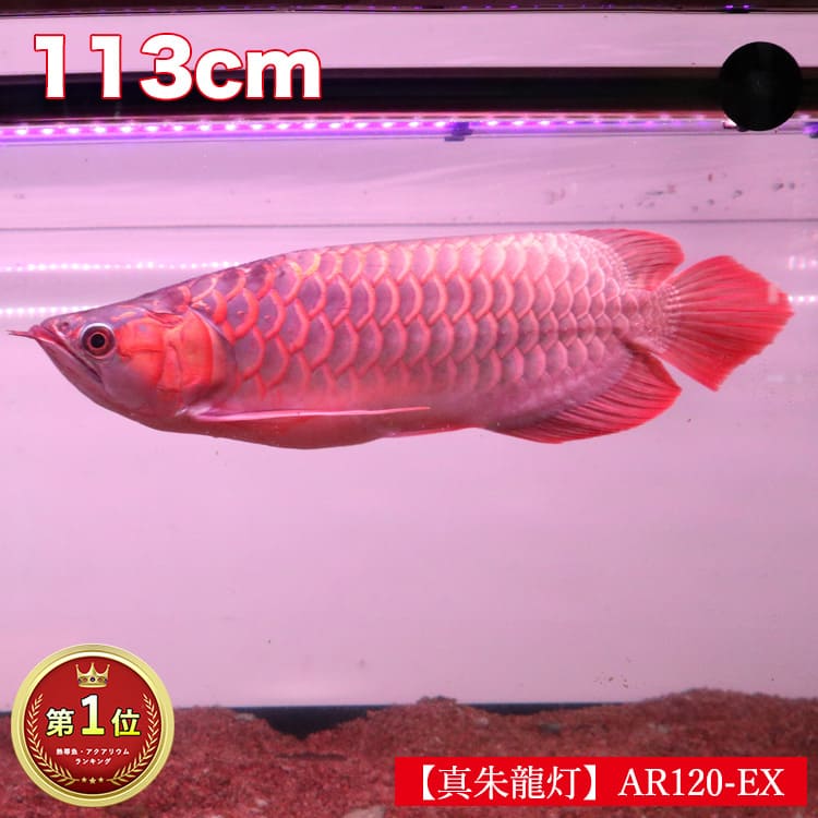 アロワナ ライト 紅龍 120cm水槽用 真朱龍灯 ナチュラルレッド 赤い 赤色 レッド LED 2列 水中 照明 水中蛍光灯 大型 大きい 長い 細い 省スペース アクアリウム 熱帯魚 アジアアロワナ ディス…