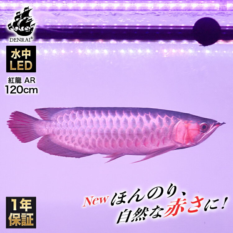 ポイント5倍 照明 11日まで アロワナ ライト レベル1 照明 紅龍 1cm水槽用 真朱龍灯 ナチュラルレッド Ex 旧スーパーレッド レベル1 Led 2列 水中 照明 水中蛍光灯 アクアリウム 熱帯魚 アジアアロワナ ディスカス でんらい Ar1 Ex でんらい業界トップクラス 赤